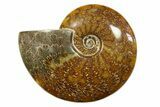Polished Ammonite (Cleoniceras) Fossil - Madagascar #283427-1